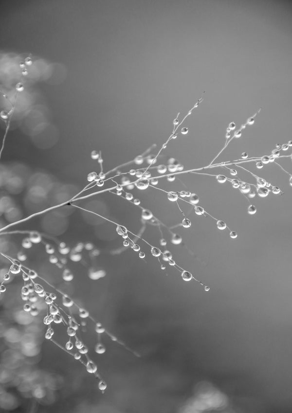 fine art prints and cards