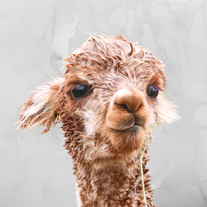 all things alpaca