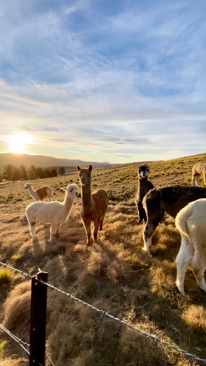 workshop - felting - alpaca bowl