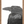 crow - b&w - fine art print