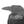 crow - b&w - fine art print