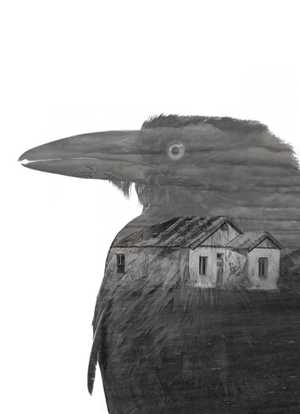 crow - b&w - fine art print