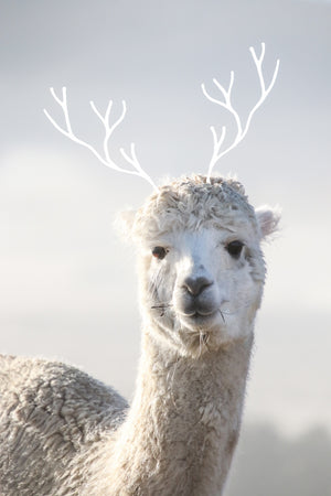 greeting card - frosty mercedes