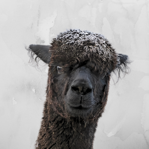 felt - alpaca bowl # 4