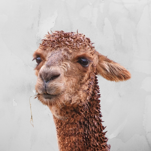 felt - alpaca bowl # 8