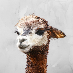 Close-up of a brown alpaca with a textured gray background