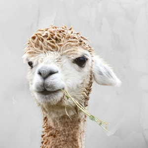 felt - alpaca bowl # 3