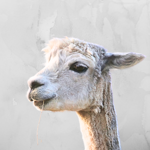 Close-up of a grey and white Alpaca's head against a plain background