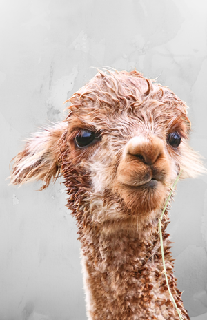 notebook - soggy galaxy